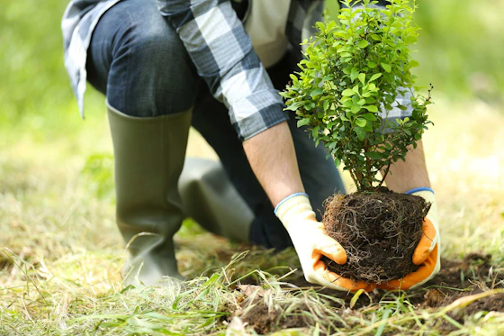 Sustainable Transformation through Afforestation, Reforestation and Revegetation (STARR)-cover image