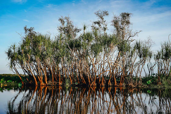 Methodology for Sustainable Management of Mangroves - consultation Cover
